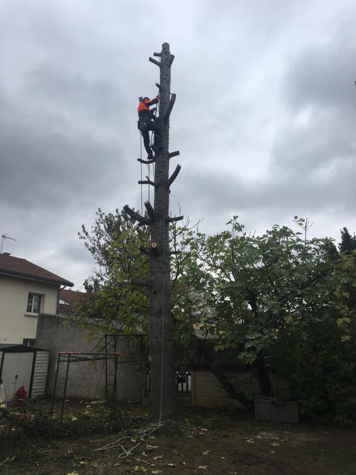 Travaux d’abattage Saint-Laurent-de-Mure