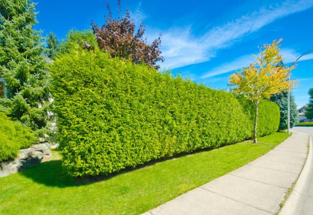 Entretien des arbres Saint-Laurent-de-Mure